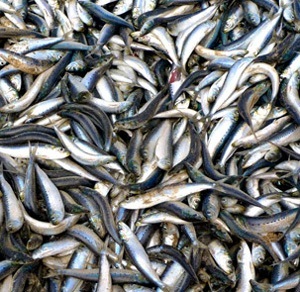 KZN sardine run 2011