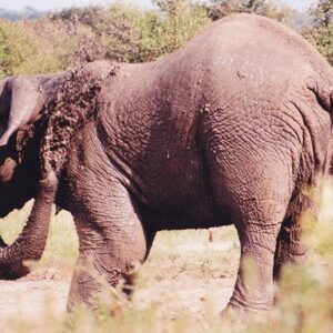 Picture Hluhluwe-Umfolozi