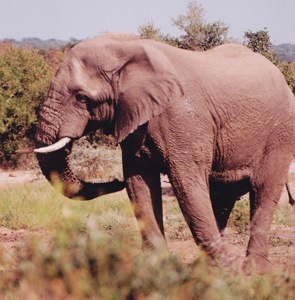 Elephant in the Hluhluwe-Umfolozi Park
