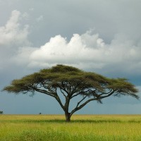 Teaching a love of trees The well-known shape of an indigenous acacia tree