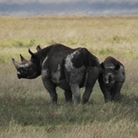A mother and child black rhino