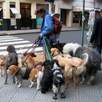 A dog-tastic day out!