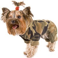 SPCA bootcamp