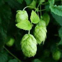 Relaunch of Shongweni Breweries