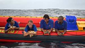 Loggerhead Turtles released