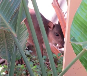 Duiker back in Umhlanga