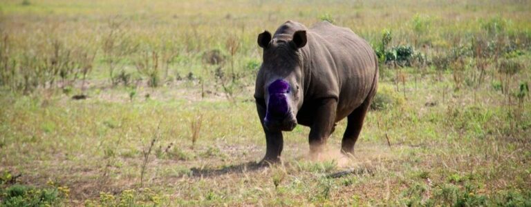 iSimangaliso’s rhino