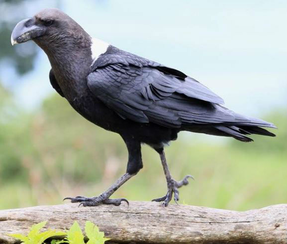 Birding & general nature walk White-necked Raven (photo by Peter Divall)
