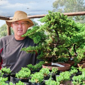 Legacy Bonsai