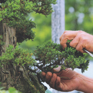Legacy Bonsai