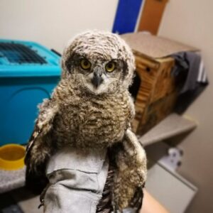 Albert, a Spotted Eagle Owl (Bubo Africanus) weeks away from being a fledgling, was admitted to CROW after falling from his nest