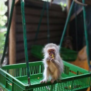 Mr. Small, one of the smallest Vervet Monkeys (Chlorocebus Pygerythrus) currently in CROW’s care, lost his mother after she accidentally got knocked by a car