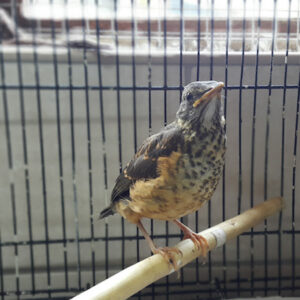 This young Thrush (Turdidae), ended up at CROW after he fell into a pool from his nest.