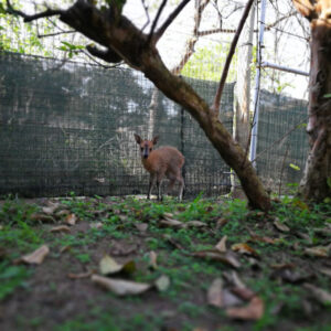 Sergeant, a Grey Duiker (Sylvicapra Grimmia) under a week old, joined the CROW family after he was separated from his mother. Weighing
