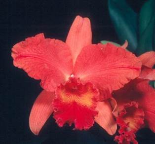 It’s Orchid showtime It's Orchid showtime in March
