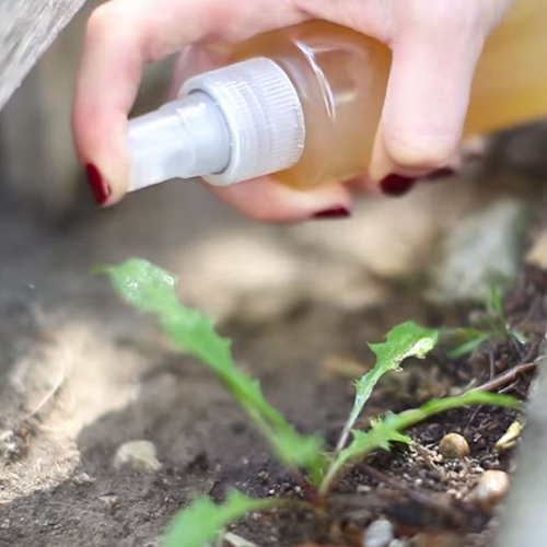 Amazing Uses for Vinegar in the Garden