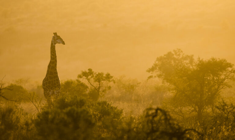 A giraffe at Nambiti Private Garden Reserve.