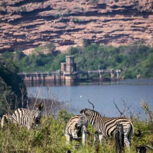 Wildlife overlooks the dam at Walking and hiking trails take place at Shongweni Dam and Nature Reserve