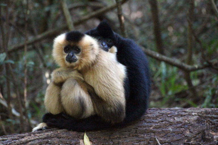 Monkeyland-KZN Monkeys from Monkeyland-KZN