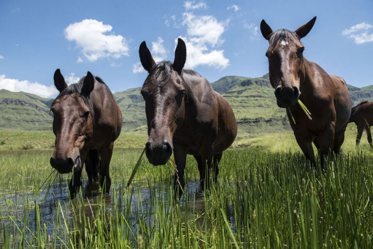 Horses in the Berg