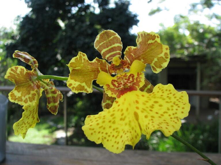 Orchid and Rare Plant Fair