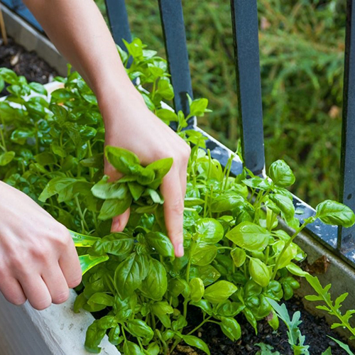 8 Tips to Grow Herbs in an Apartment