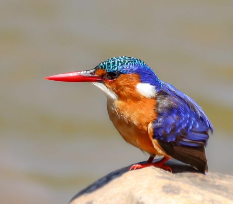 The Best Birding Spots