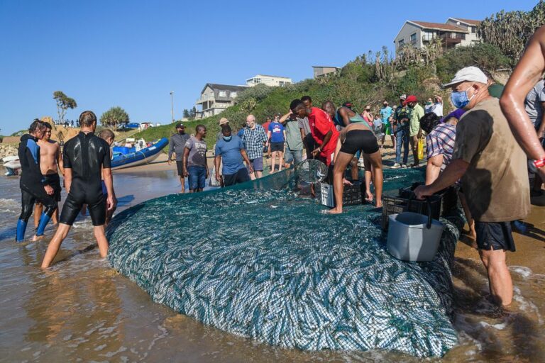 sardine run