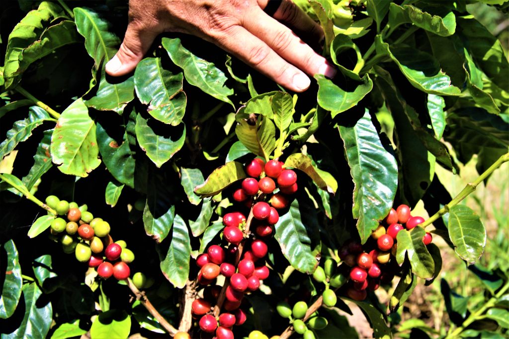 Mpenjati coffee