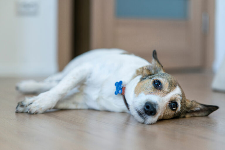 What Your Pet Can’t Tell You pets