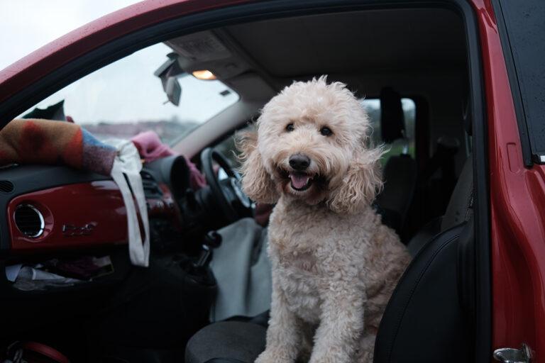Tips to Find Your Paw-fect Pet-Friendly Car pet-friendly car