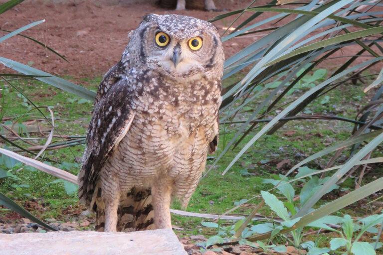 Conservation Collaboration will see Captive-Born Owlet Released into the Wild Spotted Eagle Owl